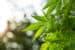 acmpr calculator|Registering to produce cannabis for your own medical purposes.